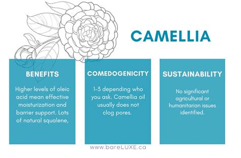 Camellia Oil: A Timeless Elixir for Radiant, Nourished Skin.